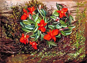 Beautiful Bright Red Air Orchid_OSG